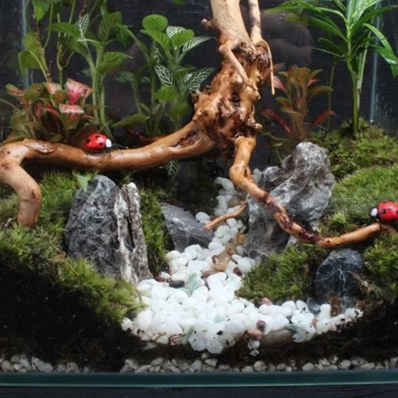 Tronco de árbol Natural de mad - Aquarium Plant Guide reseña y precio