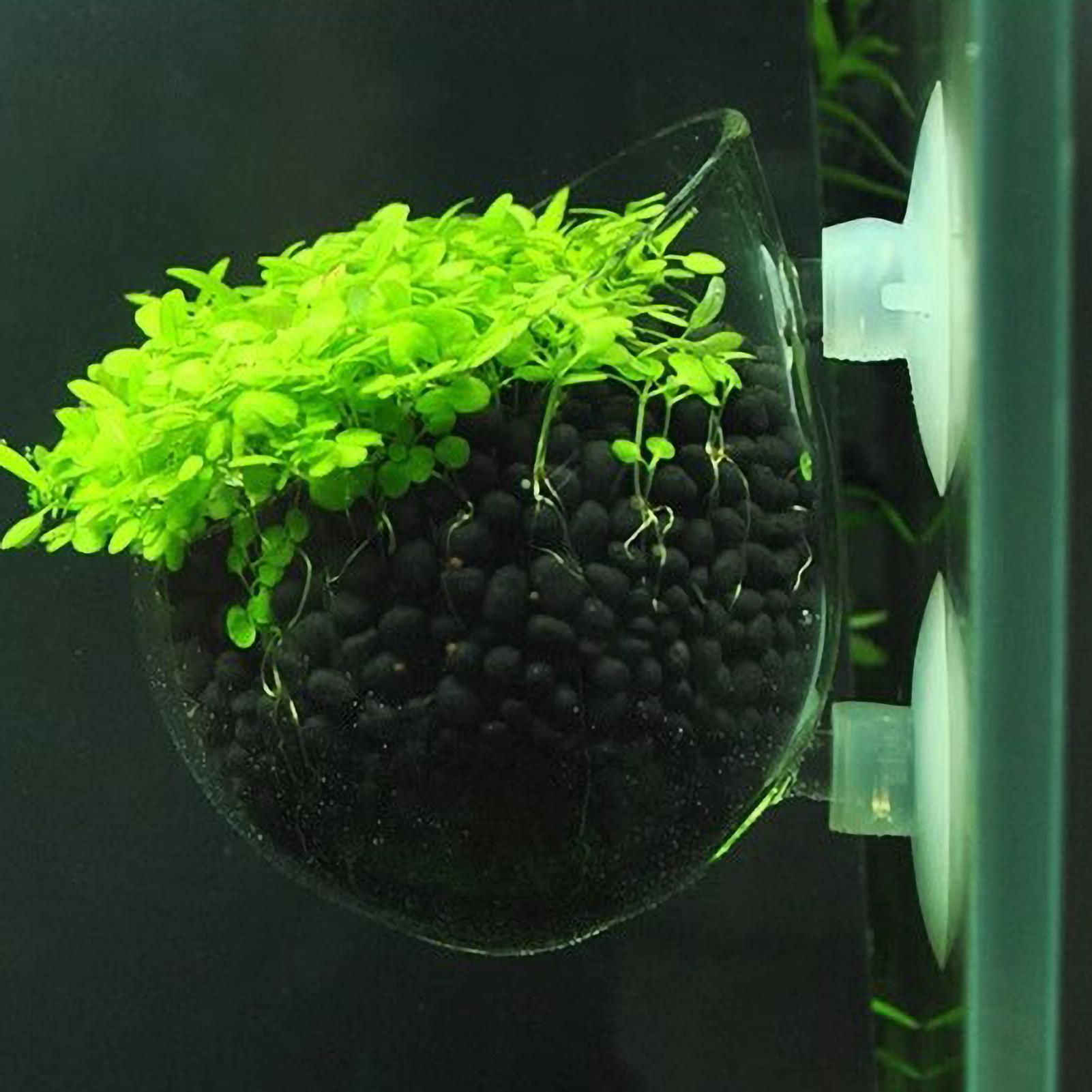 Soporte para Plantas de Acuari - Aquarium Plant Order reseña y precio