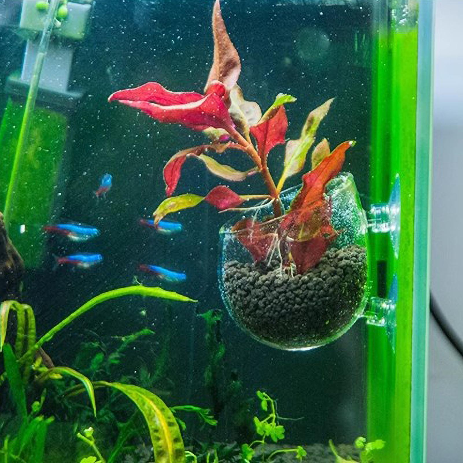 Soporte para Plantas de Acuari - Aquarium Plant Order reseña y precio