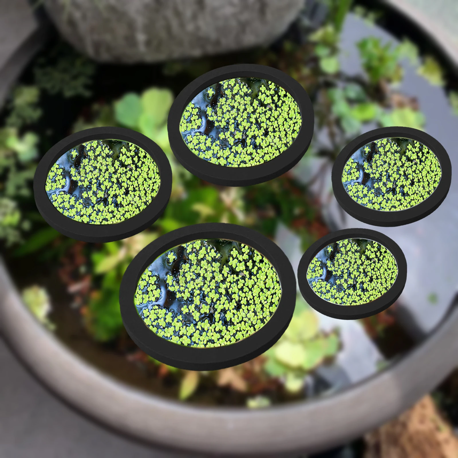 5 uds EVA anillo de alimentaci - Aquarium Plant Order reseña y precio