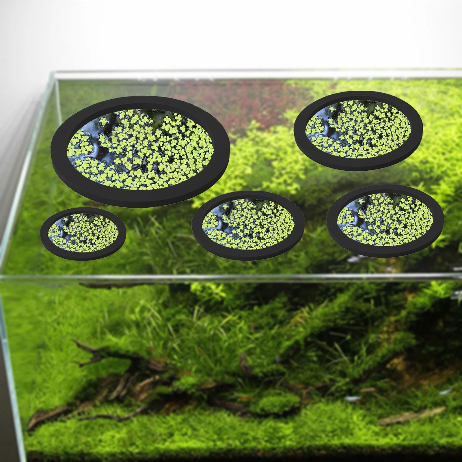 5 uds EVA anillo de alimentaci - Aquarium Plant Order reseña y precio