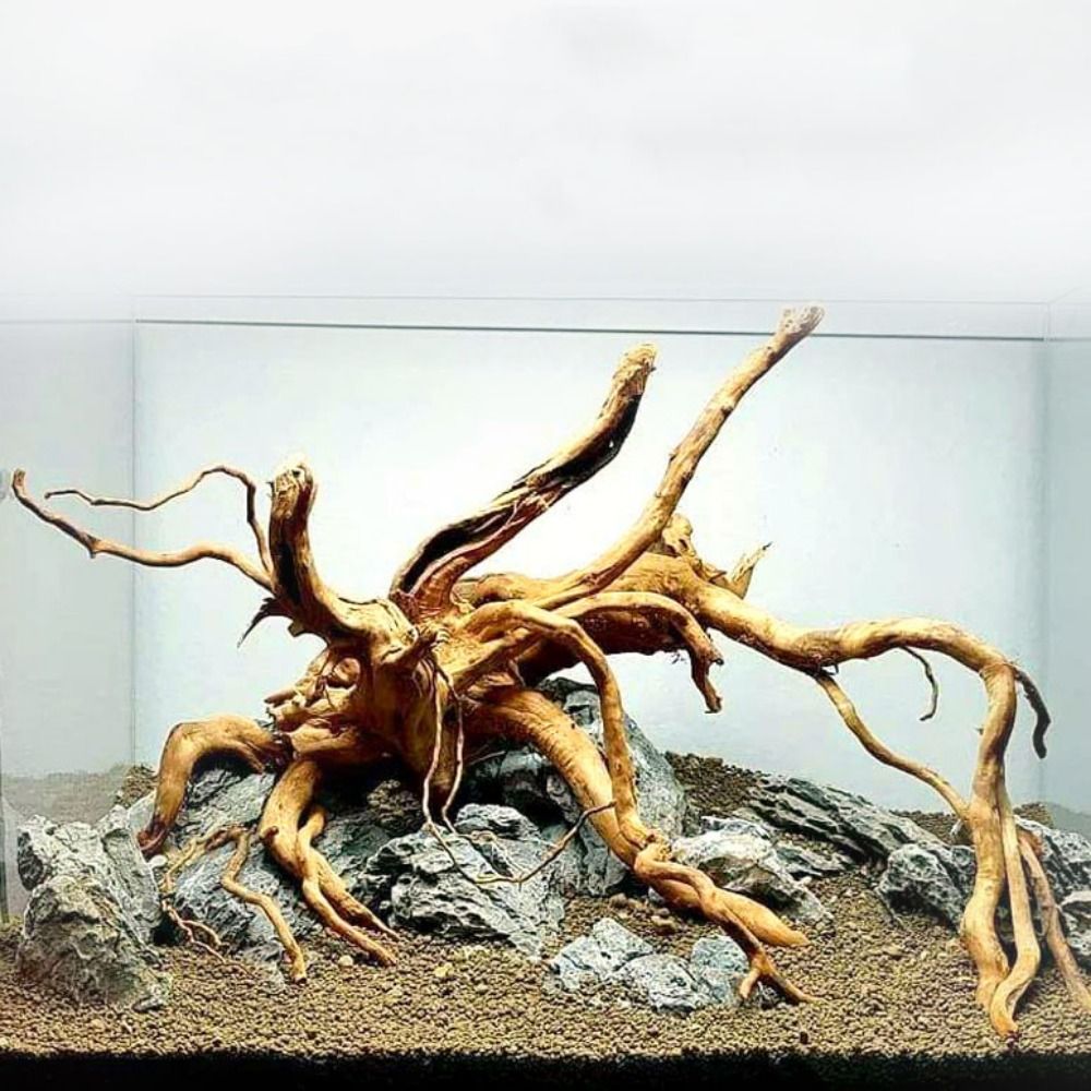 Tronco de Madera Natural para  - Aquarium Plant Guide reseña y precio