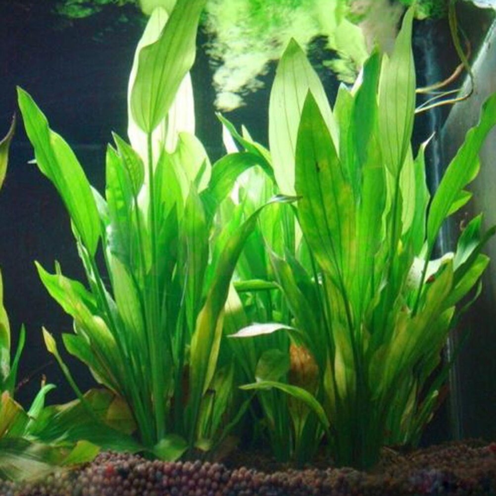 Plantas artificiales de decora - Aquarium Plant Grass reseña y precio