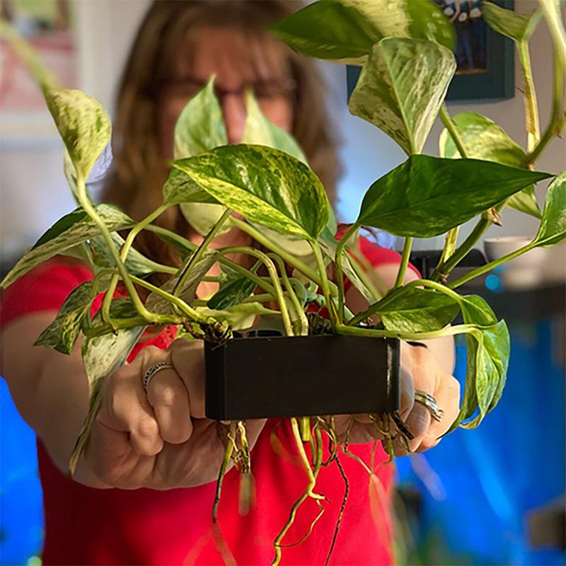 1, 2 o 3 Piezas de Soporte par - Aquarium Planted Setup reseña y precio