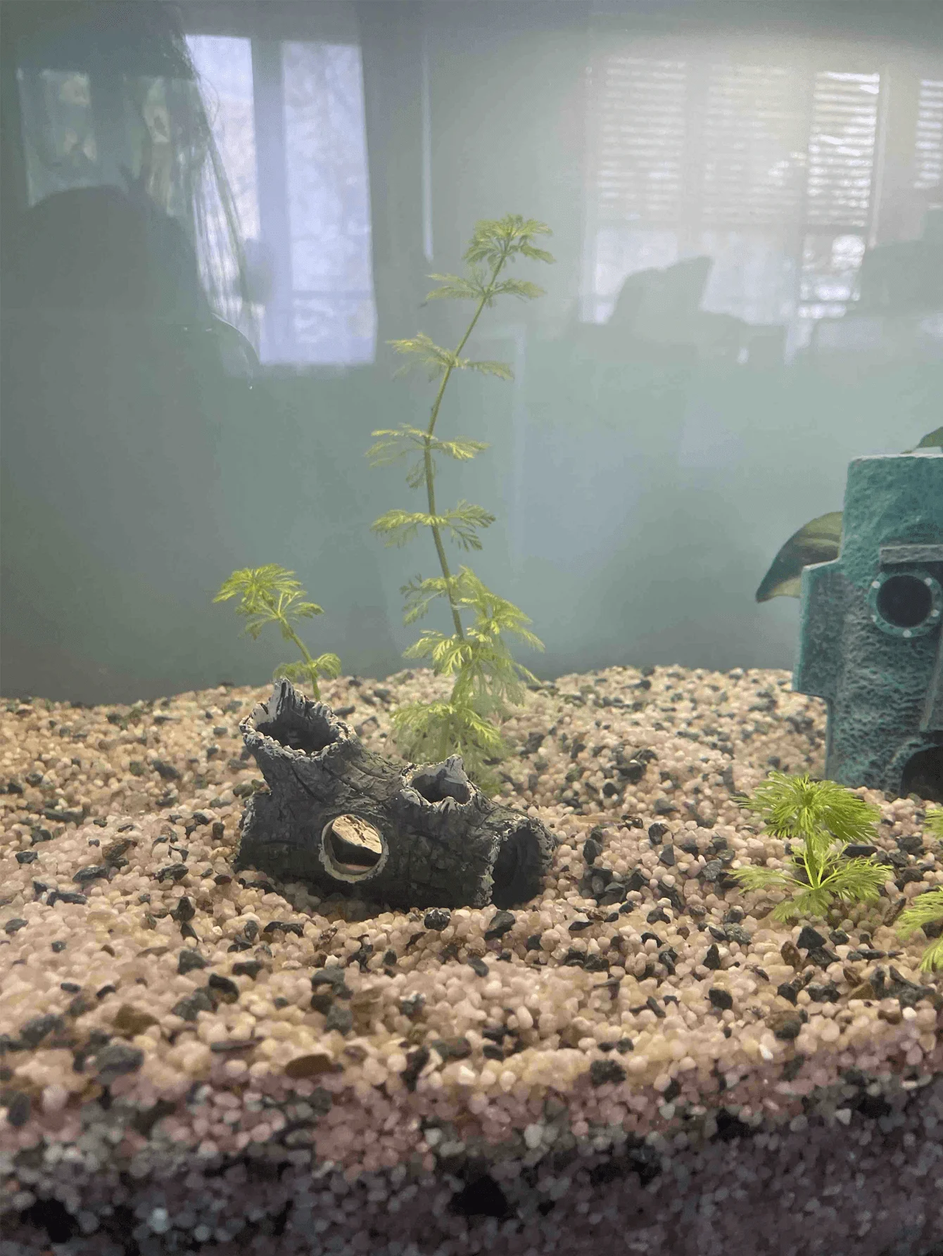 1 Pieza de Fragmentos de Ramas - Aquarium Plant Guide reseña y precio