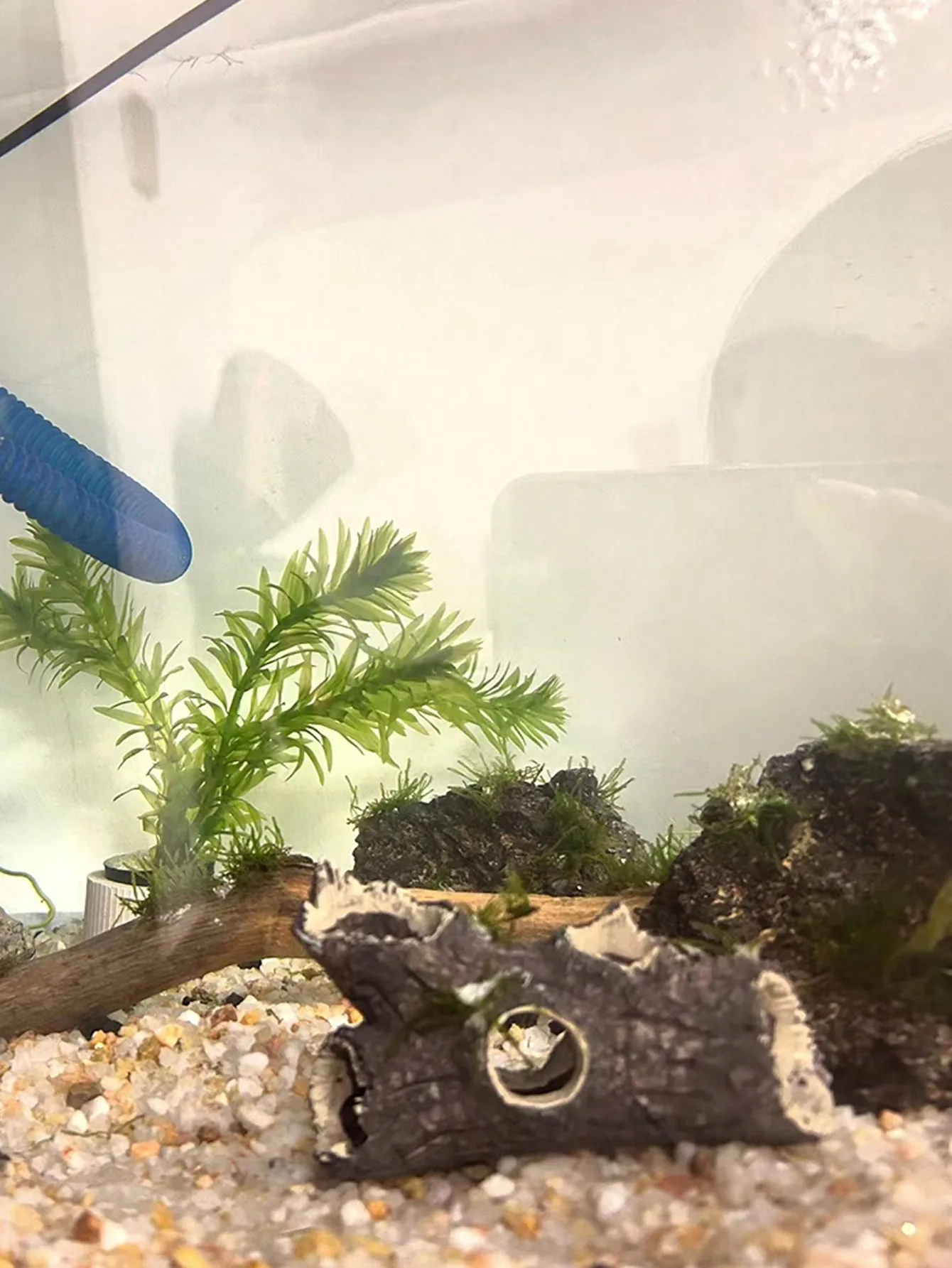 1 Pieza de Fragmentos de Ramas - Aquarium Plant Guide reseña y precio