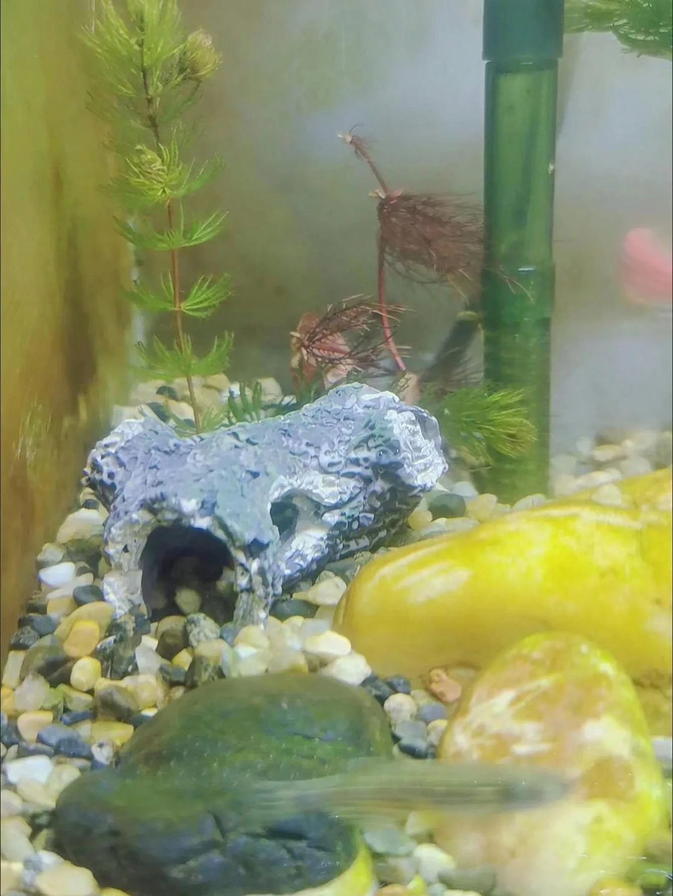 1 Pieza de Fragmentos de Ramas - Aquarium Plant Guide reseña y precio