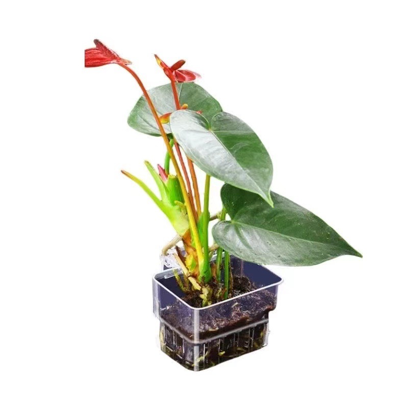 Cesta de Cultivo Hidropónico p - Aquarium Plant Grass reseña y precio